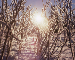 P009