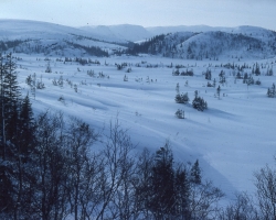 1982 Vinterjakt
