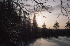 AE018