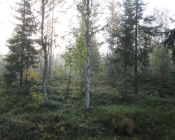 2011 Skogsfugljakt Sverige