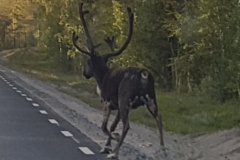 Rudolf i nord Sverige