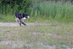 Brut på apportkonkurranse