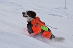 IMG_4251