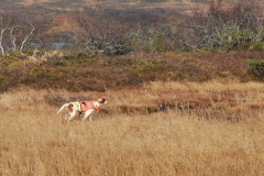 IMG_20201003_154041-1