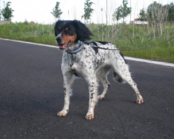 tira_006