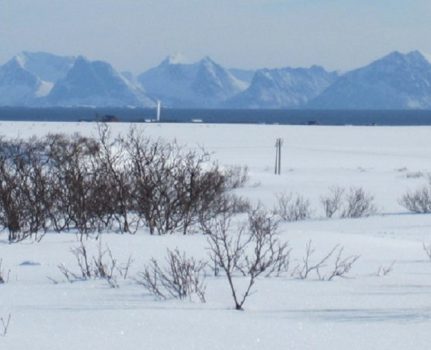 Kennel Rypkleppen i NM Vinter på Andøya