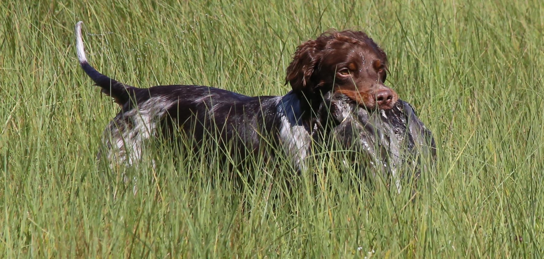 Kennel Rypkleppen