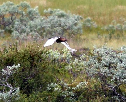 Jaktprøve i Ålen 19. og 20. august