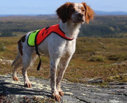 Kennel Rypkleppen venter valper i uke 15