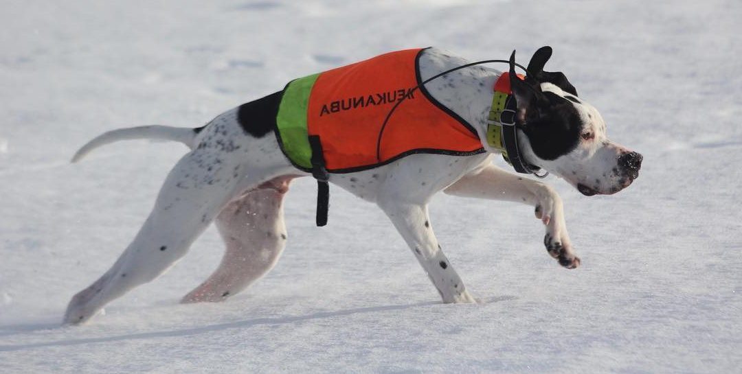 Kennel Rypkleppen