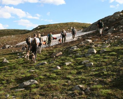 To Rypkleppen-hunder stiller på NM Høyfjell