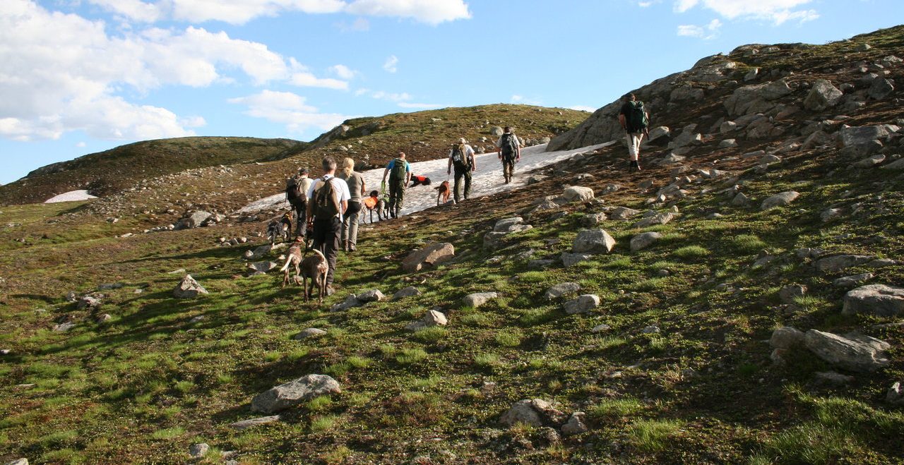 To Rypkleppen-hunder stiller på NM Høyfjell