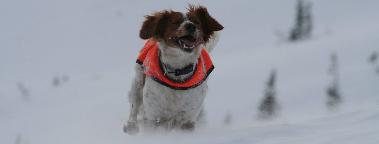 Kennel Rypkleppen