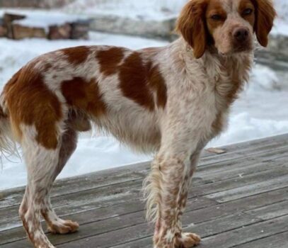 Kennel Rypkleppen venter valper i uke 9