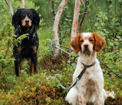 Kennel Rypkleppen venter valper i uke13