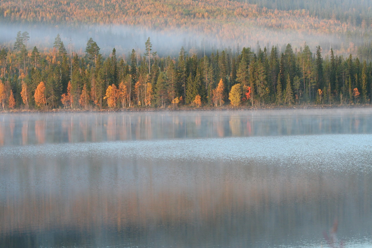 Skogsfugljakta 2008