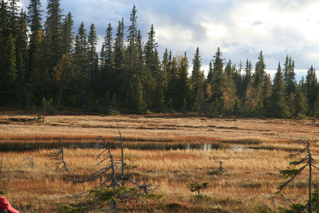 Skogsfugljakta 2010