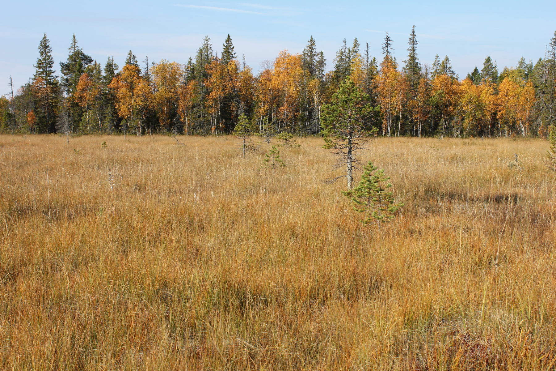 Skogsfugljakta 2013